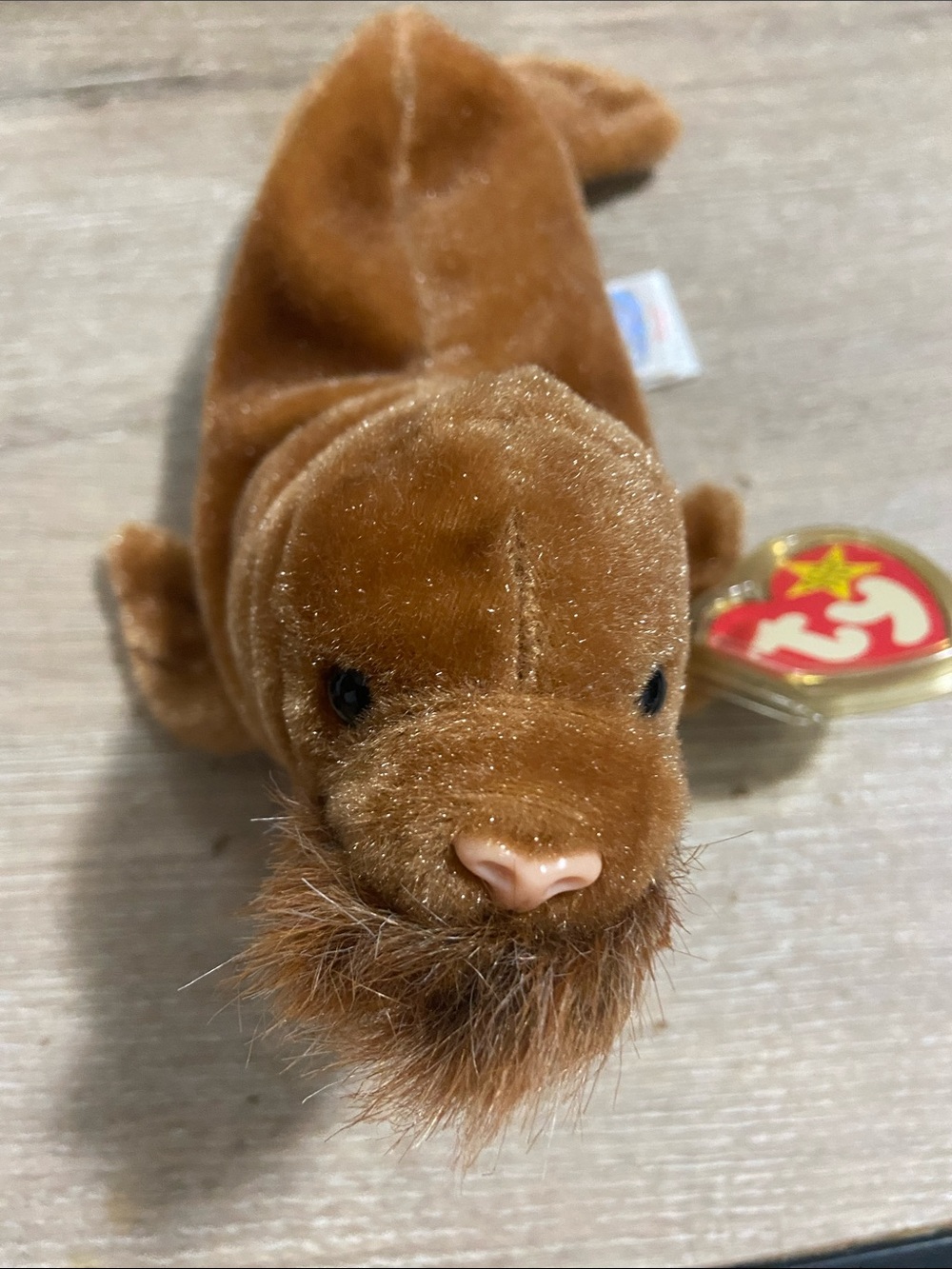 Ty Beanie Baby - ''Paul'' the Walrus 1999 - Mint Condition with Tags